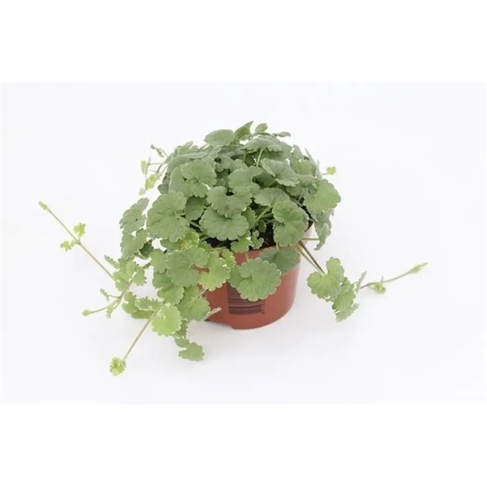 Непета D10 H10 - Nepeta Hederacea