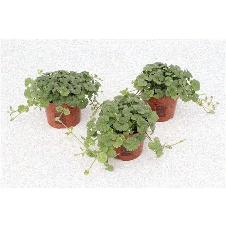 Непета D10 H10 - Nepeta Hederacea - Image 2