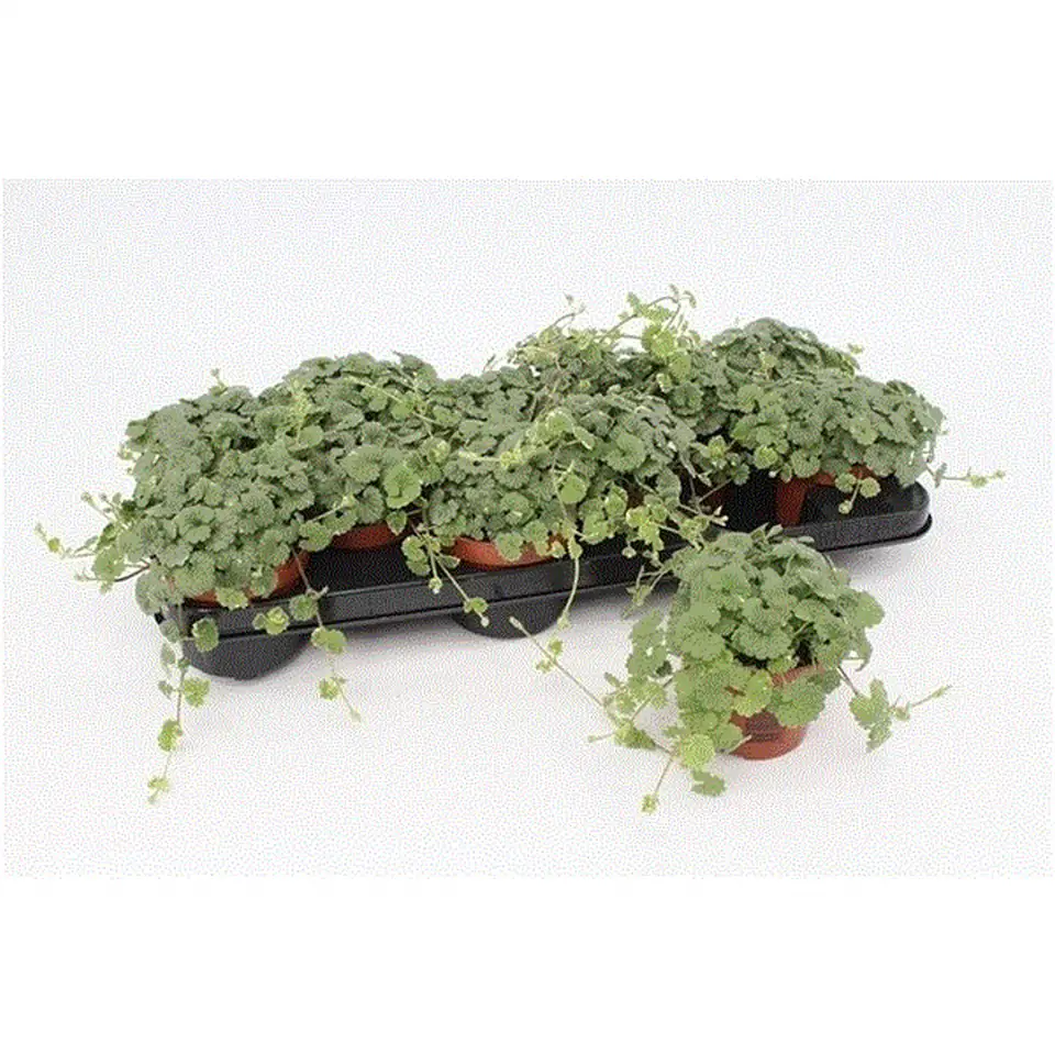 Непета D10 H10 - Nepeta Hederacea - Image 3