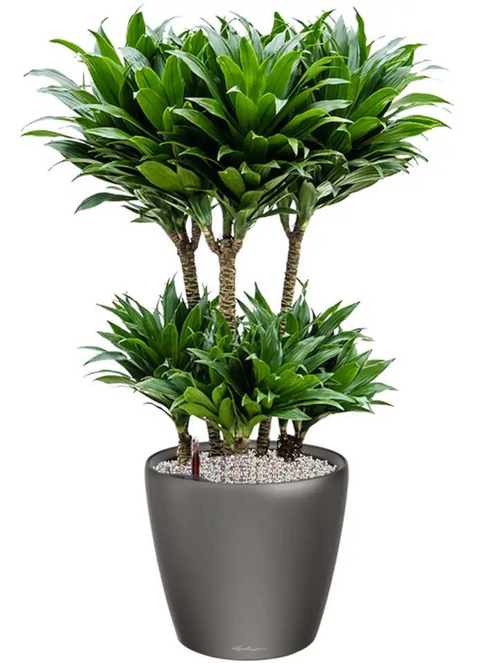 Classico Premium LS set 35 H33 - Anthracite - Image 3