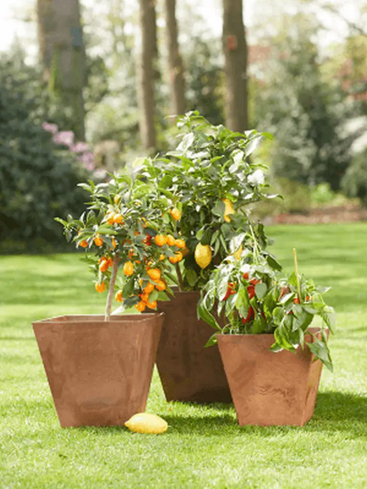 Artstone Kubis oak 20х20 Н20 - Image 2