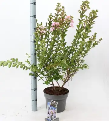 Лагестремиа D23 H55 - Lagerstroemia indica Love Babe