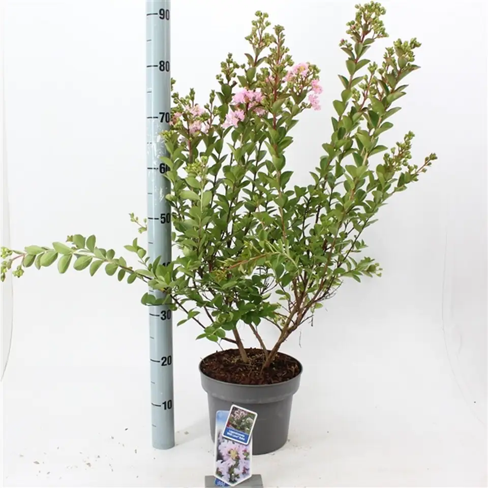 Лагестремиа D23 H55 - Lagerstroemia indica Love Babe