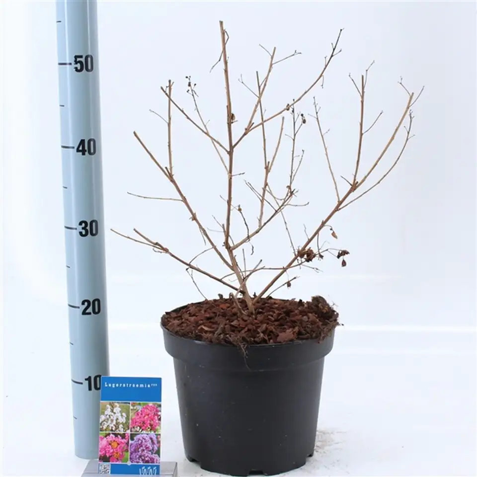 Лагестремиа D23 H55 - Lagerstroemia indica Love Babe - Image 2