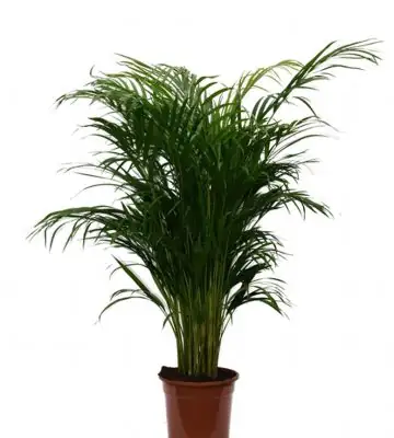 Арека D19 H85 - Dypsis Lutescens 20pp