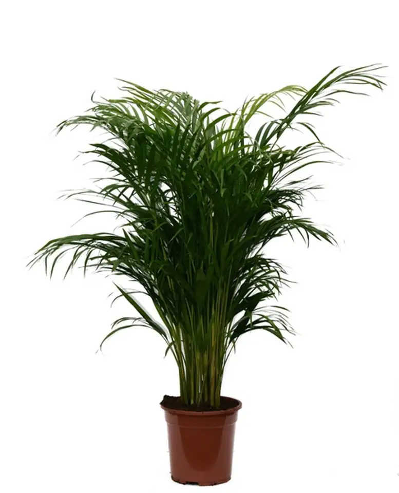 Арека D19 H85 - Dypsis Lutescens 20pp