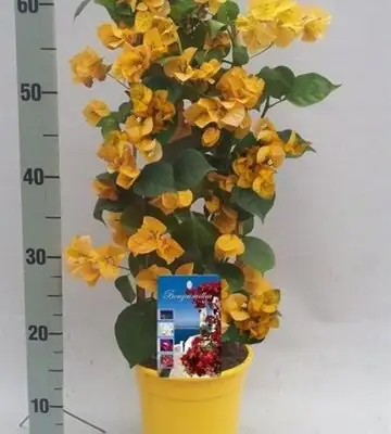 Бугаенвилеа D17 H65 - Bougainvillea Dania yellow
