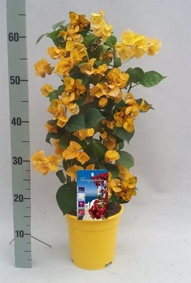 Бугаенвилеа D17 H65 - Bougainvillea Dania yellow