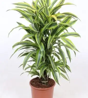 Драцена D24 H85 - Dracaena Lemon Lime 8pp