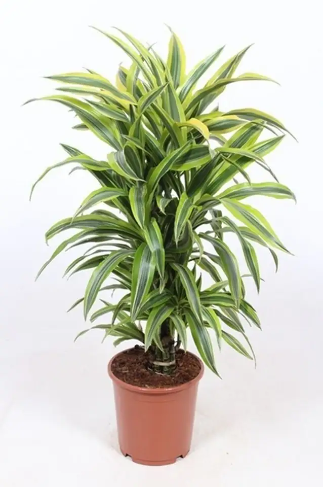 Драцена D24 H85 - Dracaena Lemon Lime 8pp