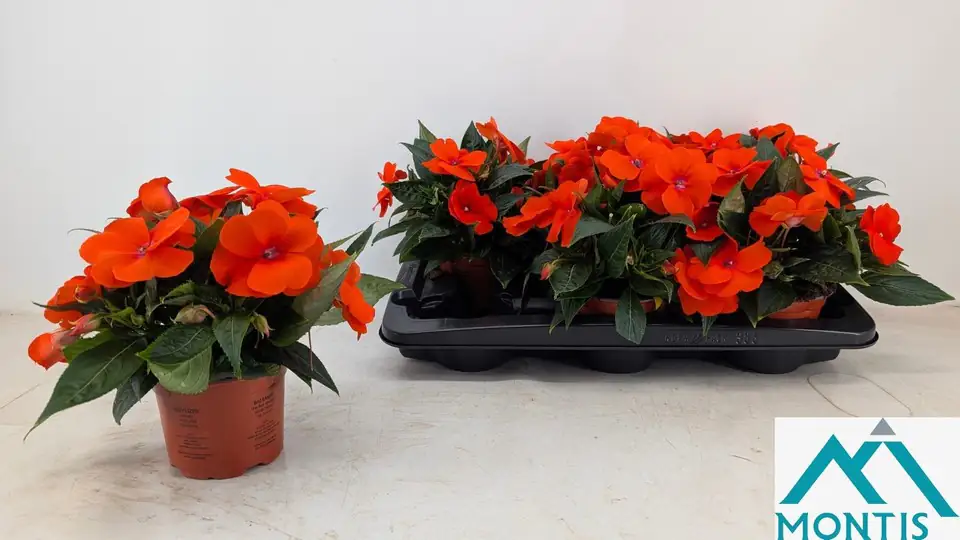 Импасианс D13 H25 - Impatiens NG Colorpower Orange Red - Image 2