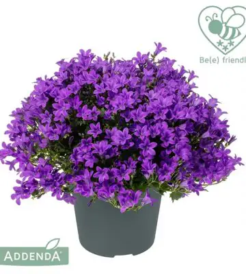 Кампанула D12 H17 - Campanula Ambella Intens Purple