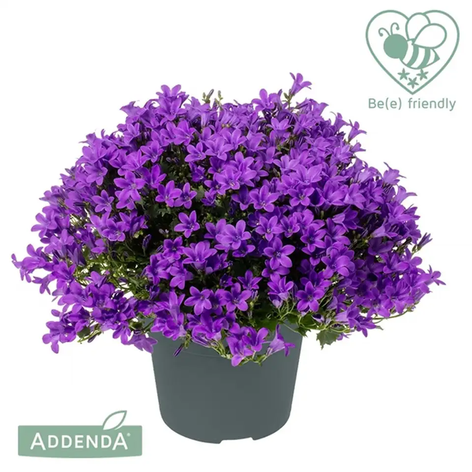 Кампанула D12 H17 - Campanula Ambella Intens Purple