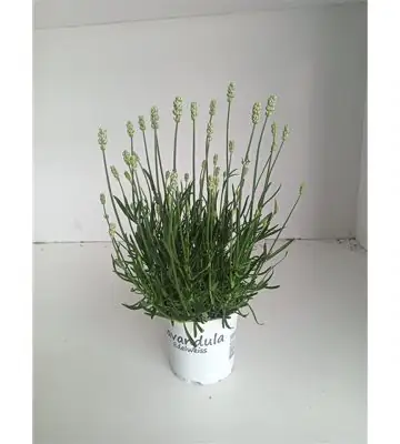 Лавандула D12 H25 - Lavandula intermedia Edelweiss