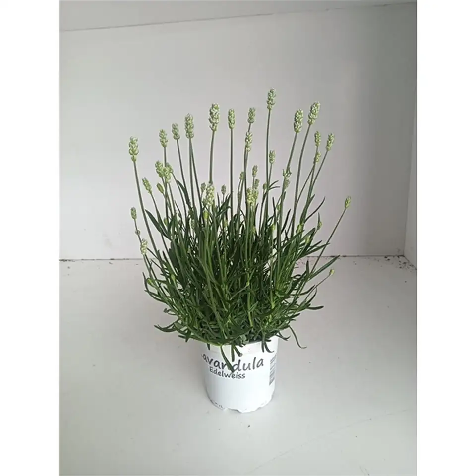 Лавандула D12 H25 - Lavandula intermedia Edelweiss
