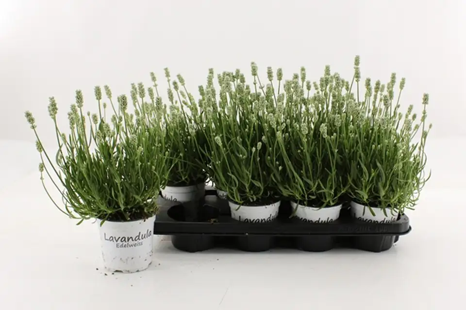 Лавандула D12 H25 - Lavandula intermedia Edelweiss - Image 2