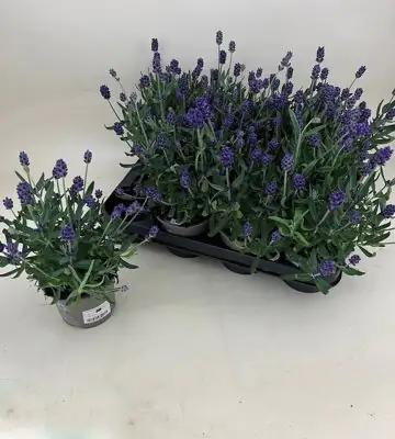 Лавандула D11 H25 - Lavandula Lavance Purple