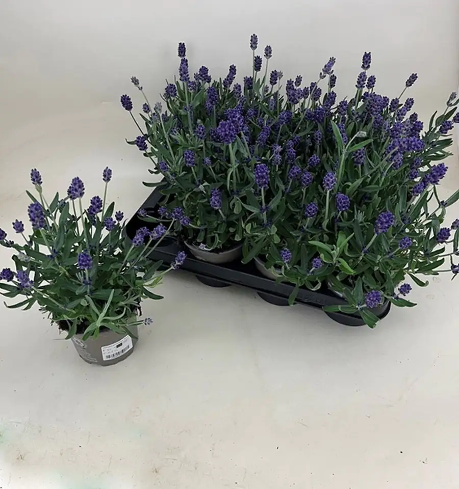 Лавандула D11 H25 - Lavandula Lavance Purple