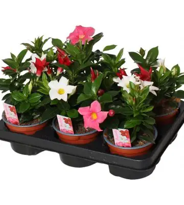 Мандевила D12 H20 - Mandevilla Rio mix in pot