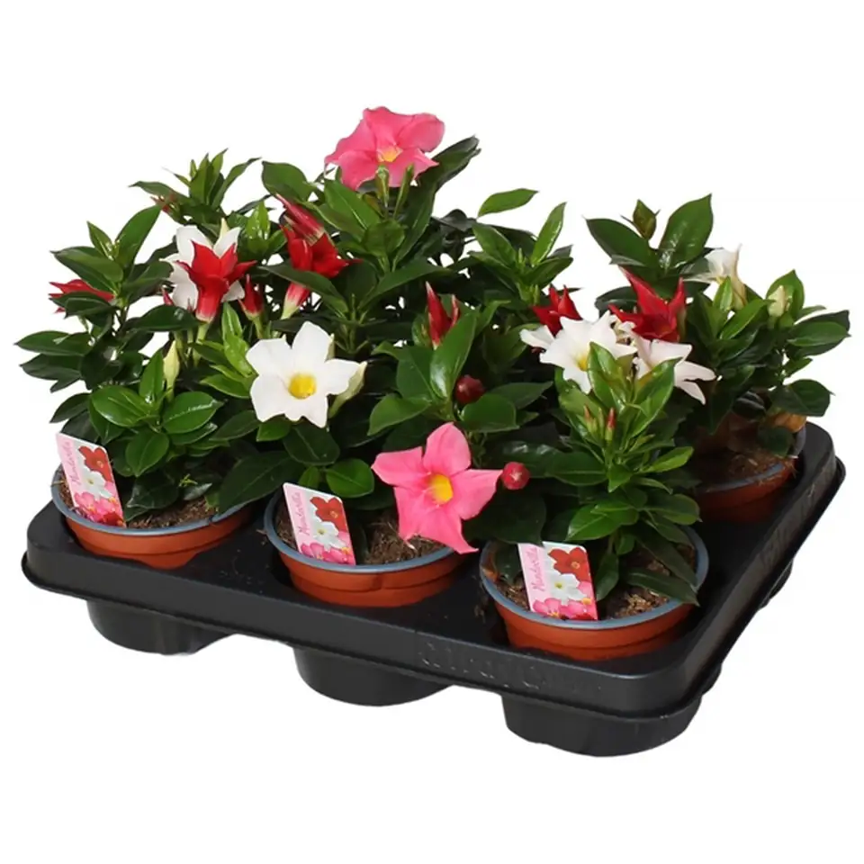 Мандевила D12 H20 - Mandevilla Rio mix in pot