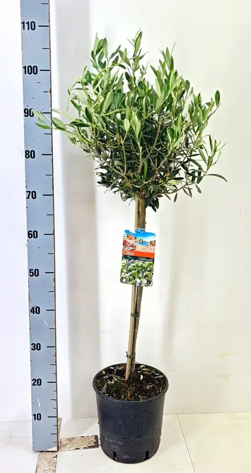 Маслиново дърво D21 H110 - Olea Europaea