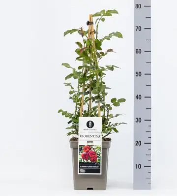 Роза катер D23 H60 - Rosa (K) Florentina ®