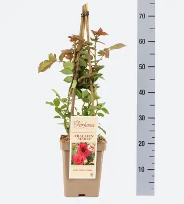 Роза аром D24 H60 - Rosa Parfuma (F) Fraulein Maria ®