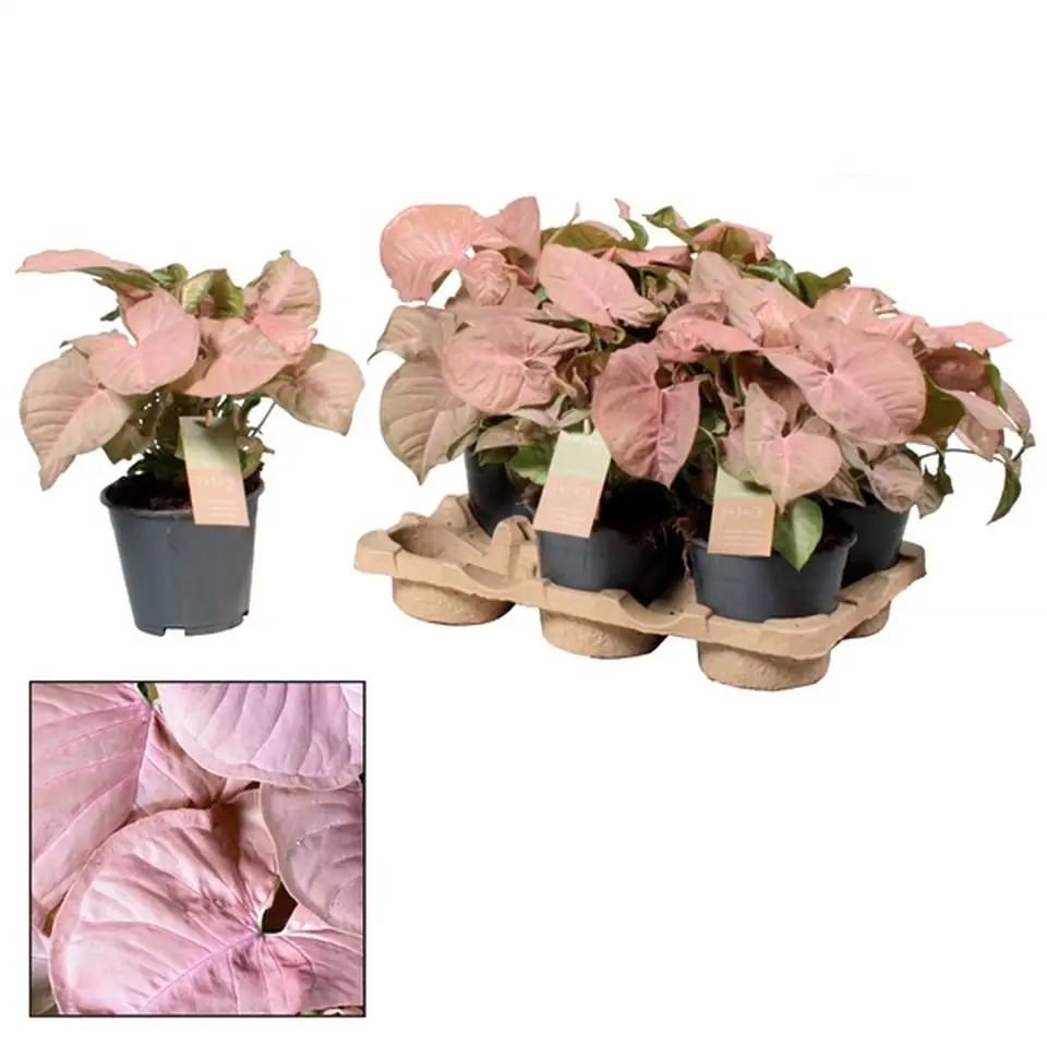 Сингониум D14 H30 - Syngonium Red Heart - Image 2
