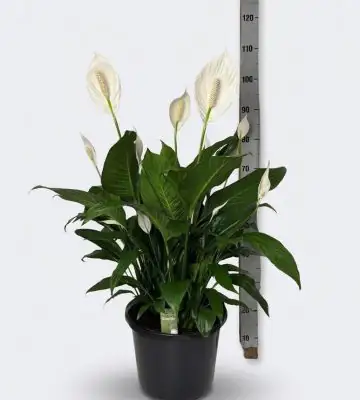 Спатифилум D32 H85 - Spathiphyllum