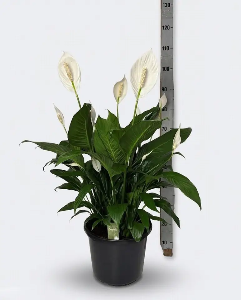 Спатифилум D32 H85 - Spathiphyllum