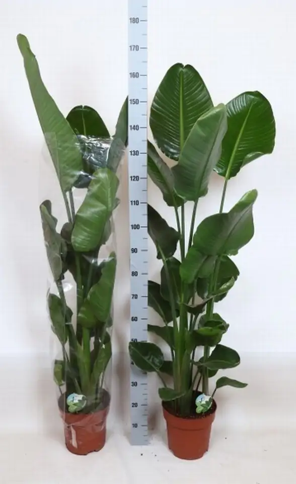 Стрелиция D24 H175 - Strelitzia Nicolai
