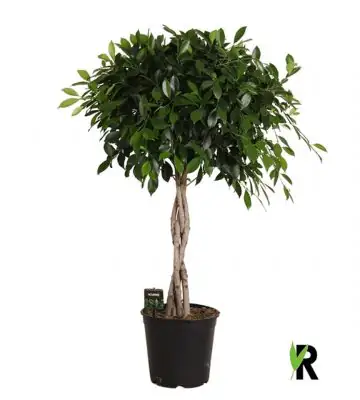 Фикус D27 H120 - Ficus Nitida twisted stem 4pp