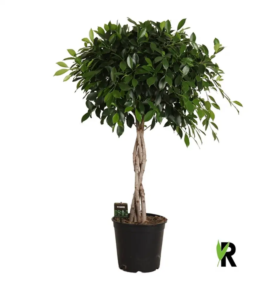 Фикус D27 H120 - Ficus Nitida twisted stem 4pp