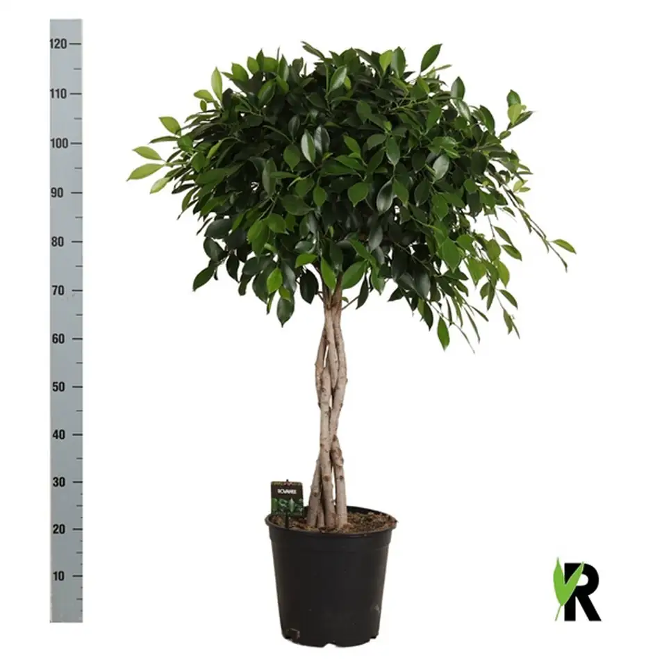 Фикус D27 H120 - Ficus Nitida twisted stem 4pp - Image 2