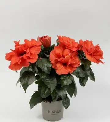 Хибискус D13 H35 - Hibiscus orange