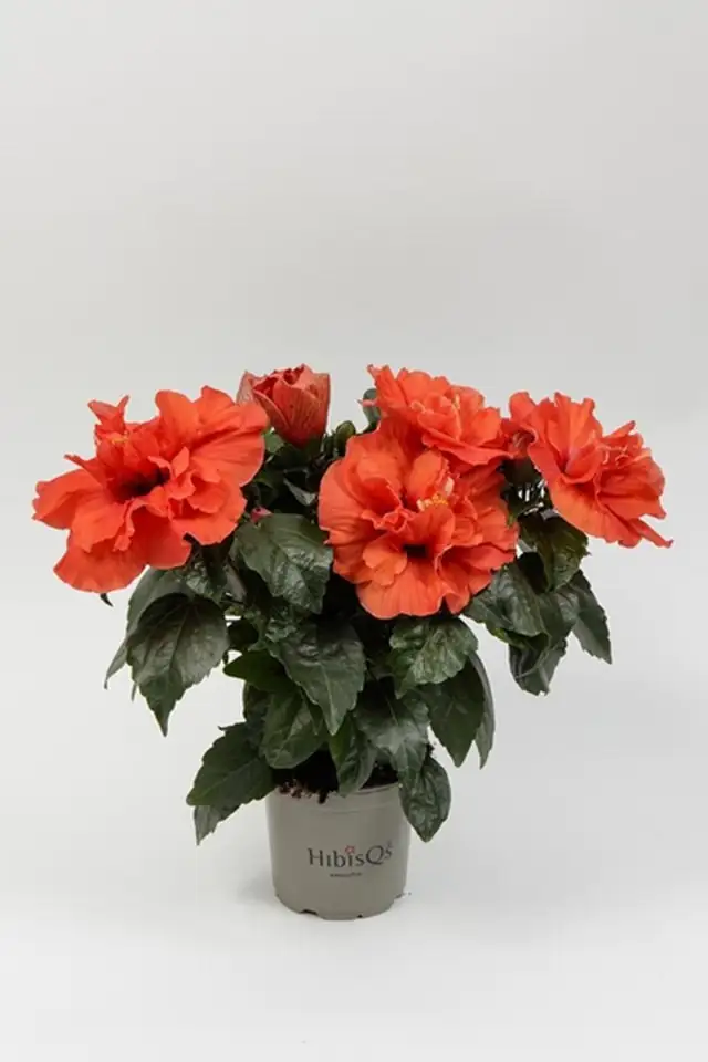 Хибискус D13 H35 - Hibiscus orange