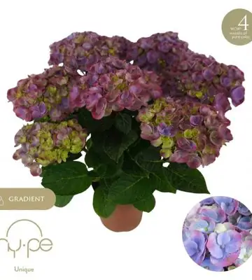 Хидрангеа D14 H40 - Hidrangea Hi Island Purple