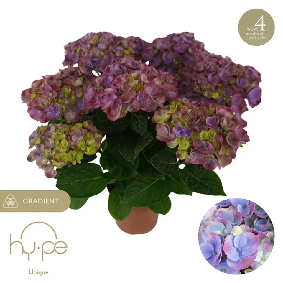 Хортензия D14 H40 - Hidrangea Hi Island Purple