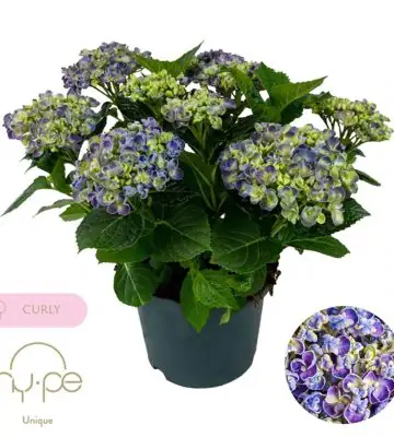Хортензия D23 H45 - Hydrangea Curly Wurly blue