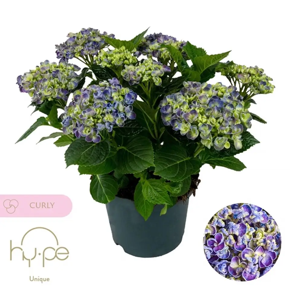 Хортензия D23 H45 - Hydrangea Curly Wurly blue