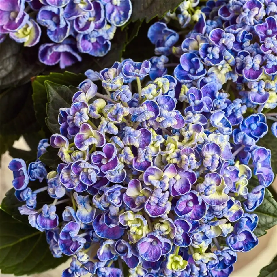 Хортензия D23 H45 - Hydrangea Curly Wurly blue - Image 2