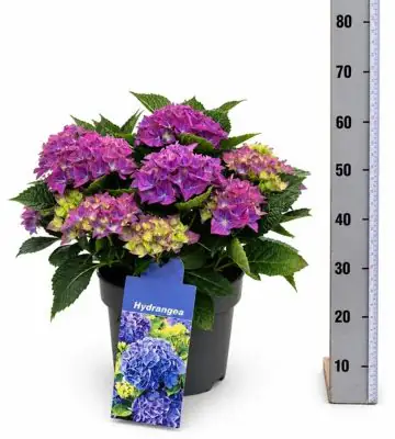 Хортензия D23 H50 - Hydrangea Hi River 10fl