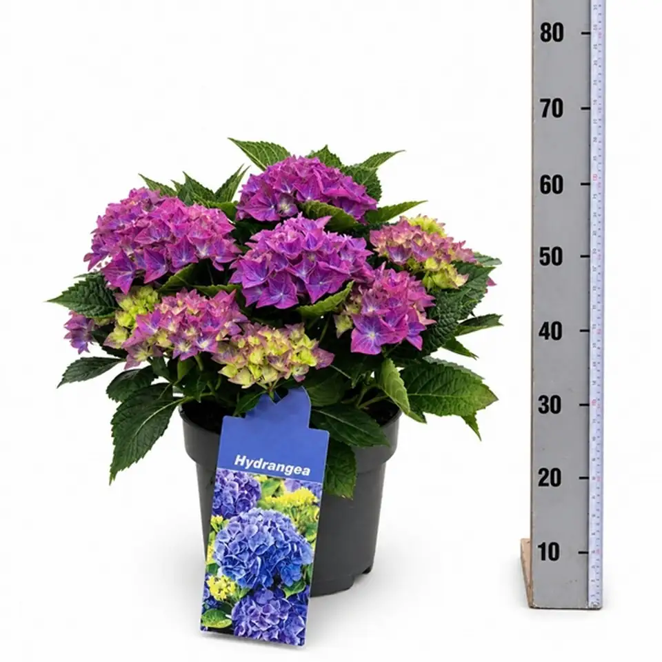 Хортензия D23 H50 - Hydrangea Hi River 10fl