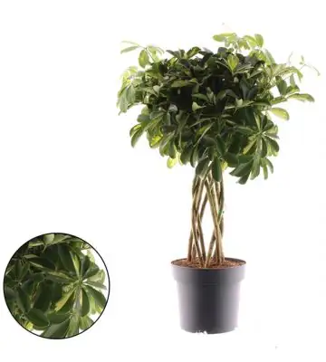 Шефлера D25 H85 -  Schefflera Gold Capella koker