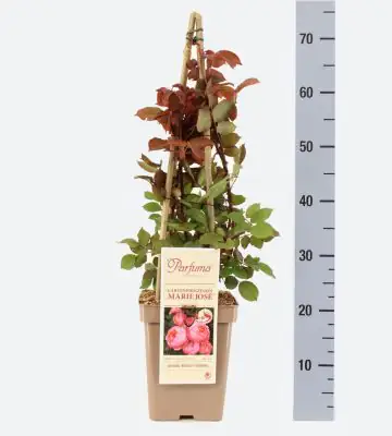 Роза аром D23 H65 - Rosa Gartenprinzessin Marie-Jose ®