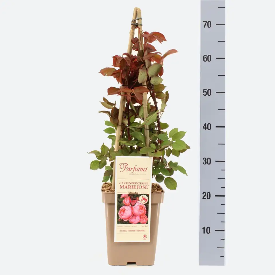Роза аром D23 H65 - Rosa Gartenprinzessin Marie-Jose ®