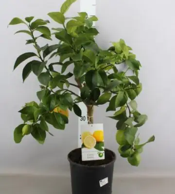 Цитрус лимон D21 H70 - Citrus Limon