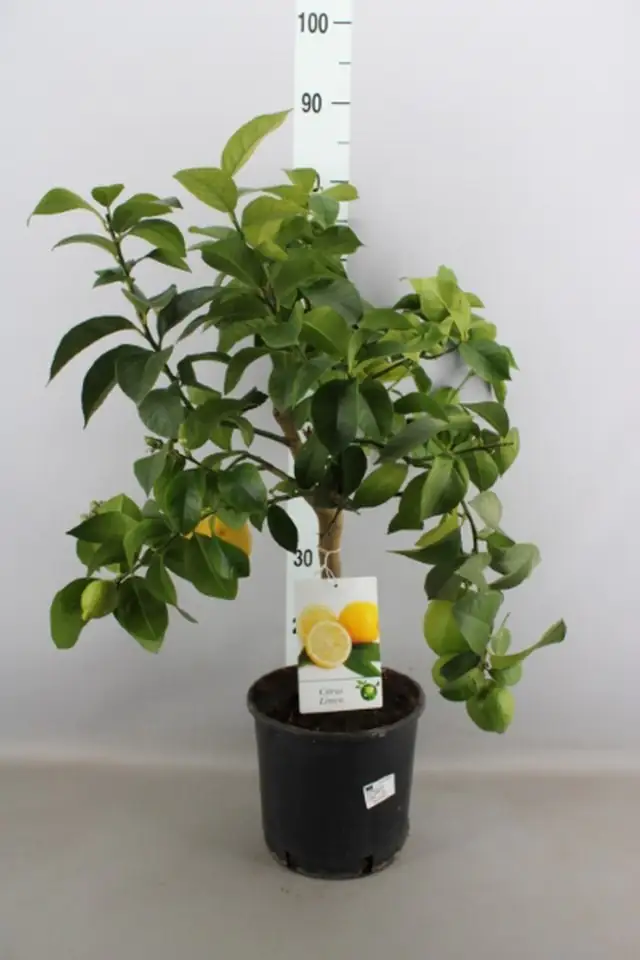 Цитрус лимон D21 H70 - Citrus Limon