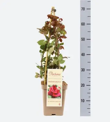 Роза аром D23 H65 - Rosa Parfuma (TH) Grafin Diana ®