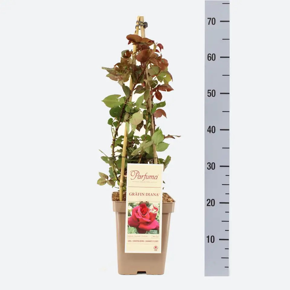 Роза аром D23 H65 - Rosa Parfuma (TH) Grafin Diana ®